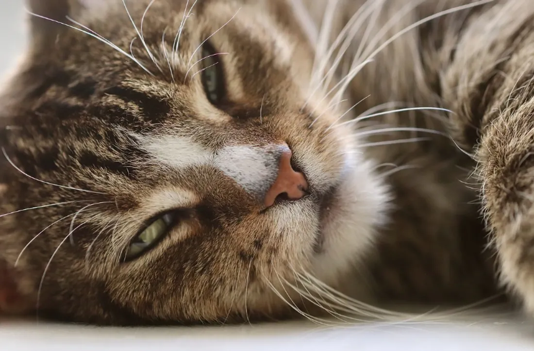 La collecte a lieu ces samedi et dimanche