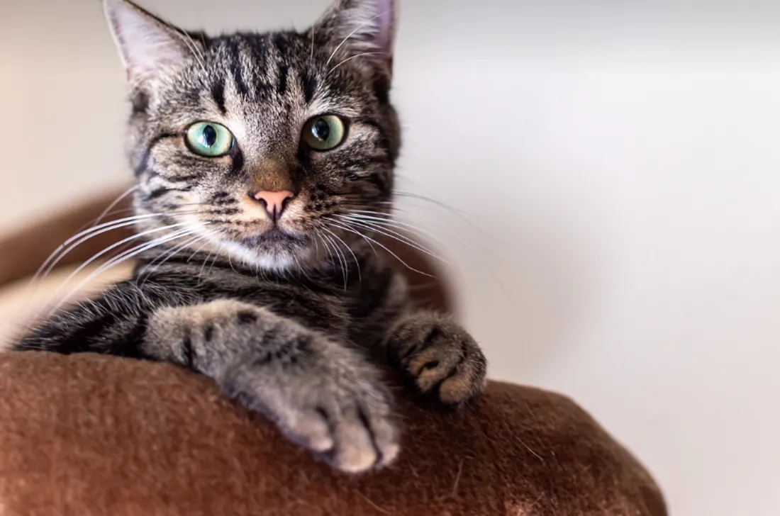 Rendez-vous ces vendredi et samedi pour aider l'association