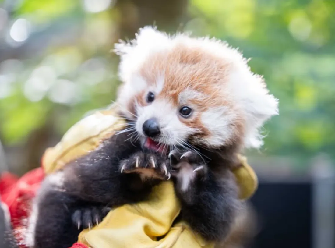 Les votes sont ouverts jusqu'au 7 novembre