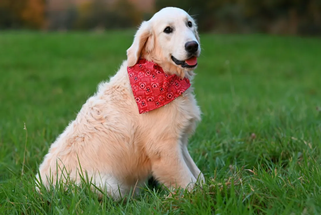 Le golden retriever prend la tête du classement