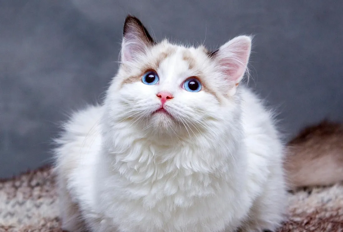 Le salon de l'adoption a lieu ce samedi