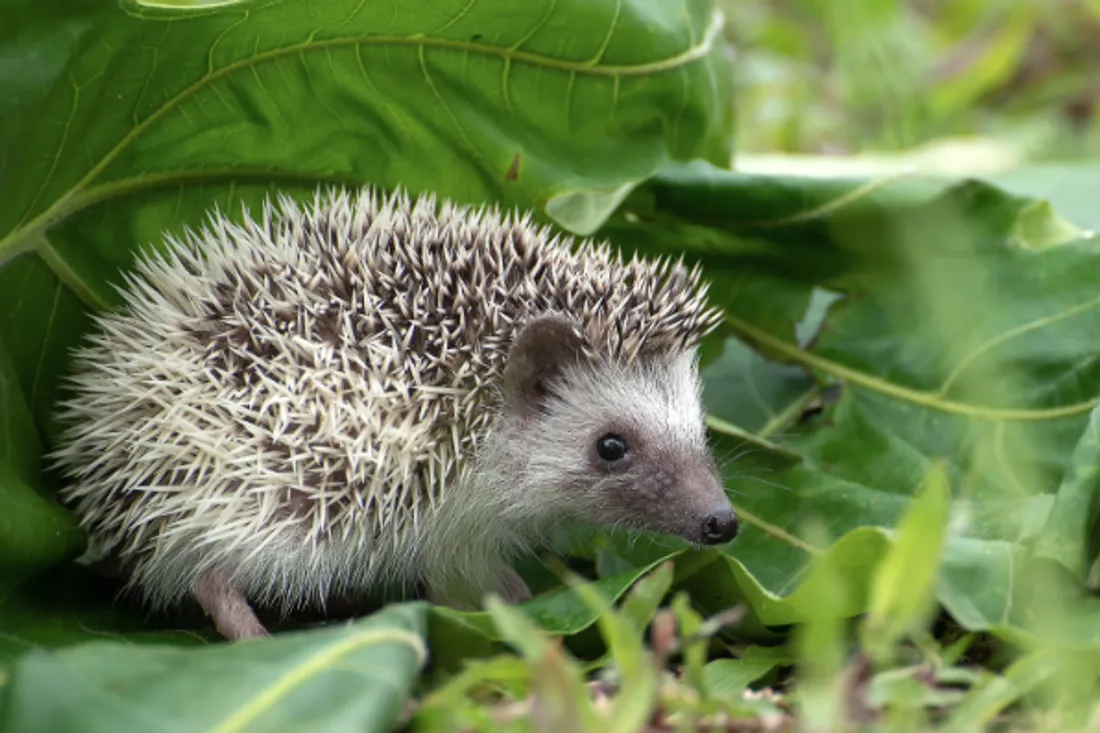 hérisson