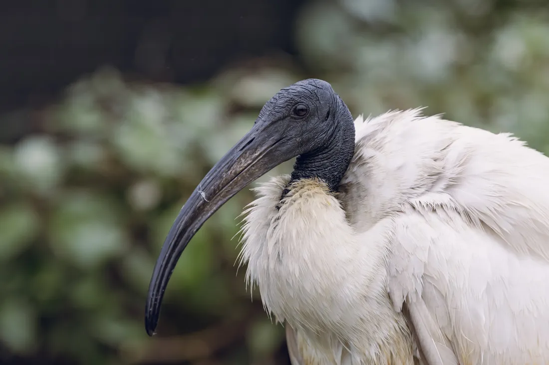 L'ibis sacré à l'honneur au parc Bio-Topia