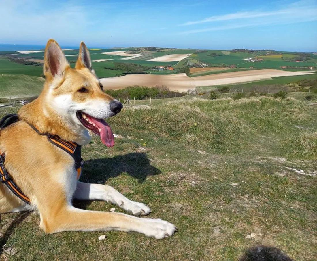 Des espace games canins sur le littoral cet été