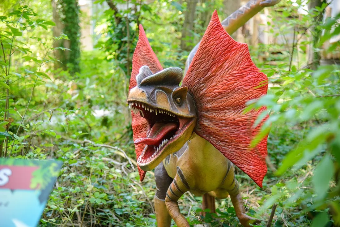 Dino Parc à Coudekerque- Branche