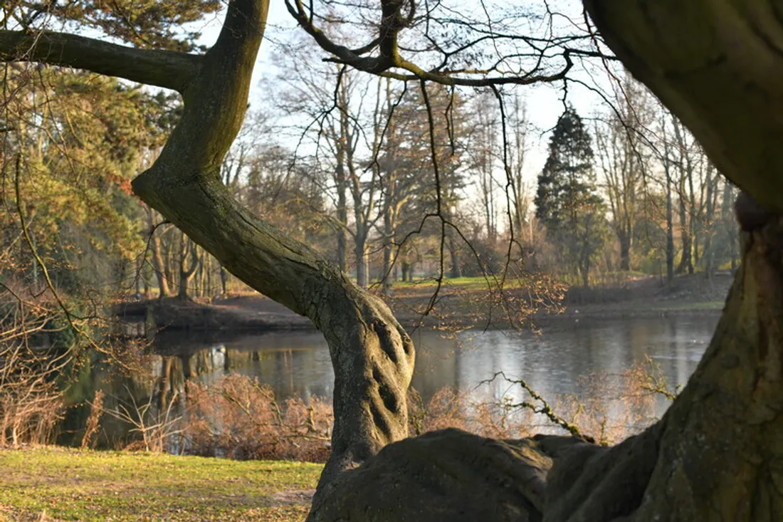 La baignade interdite pour les chiens à la Citadelle  de Lille