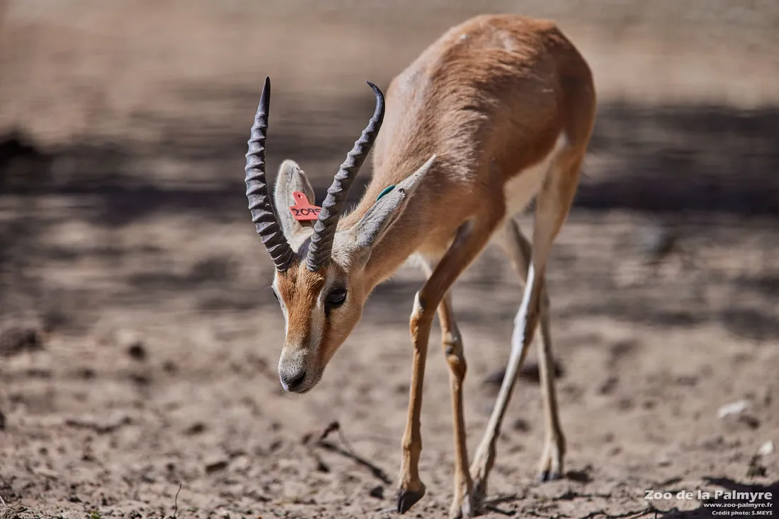 Le Zoo d'Amiens Métropole célèbre la naissance en captivité de quatre gazelles dorcas