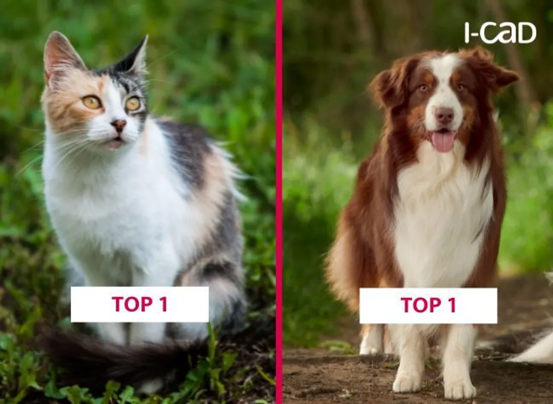 Le classement des chiens et chats préférés des Français