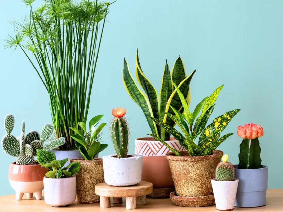 Retour des ventes de plantes à Lille