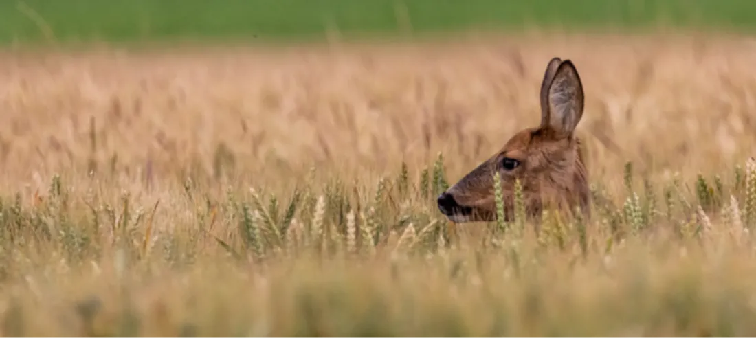 De nouvelles promenades sont proposées en août