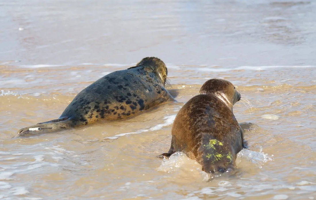 Le Centre de Soins prend en charge puis réintègre les animaux dans leur milieu naturel
