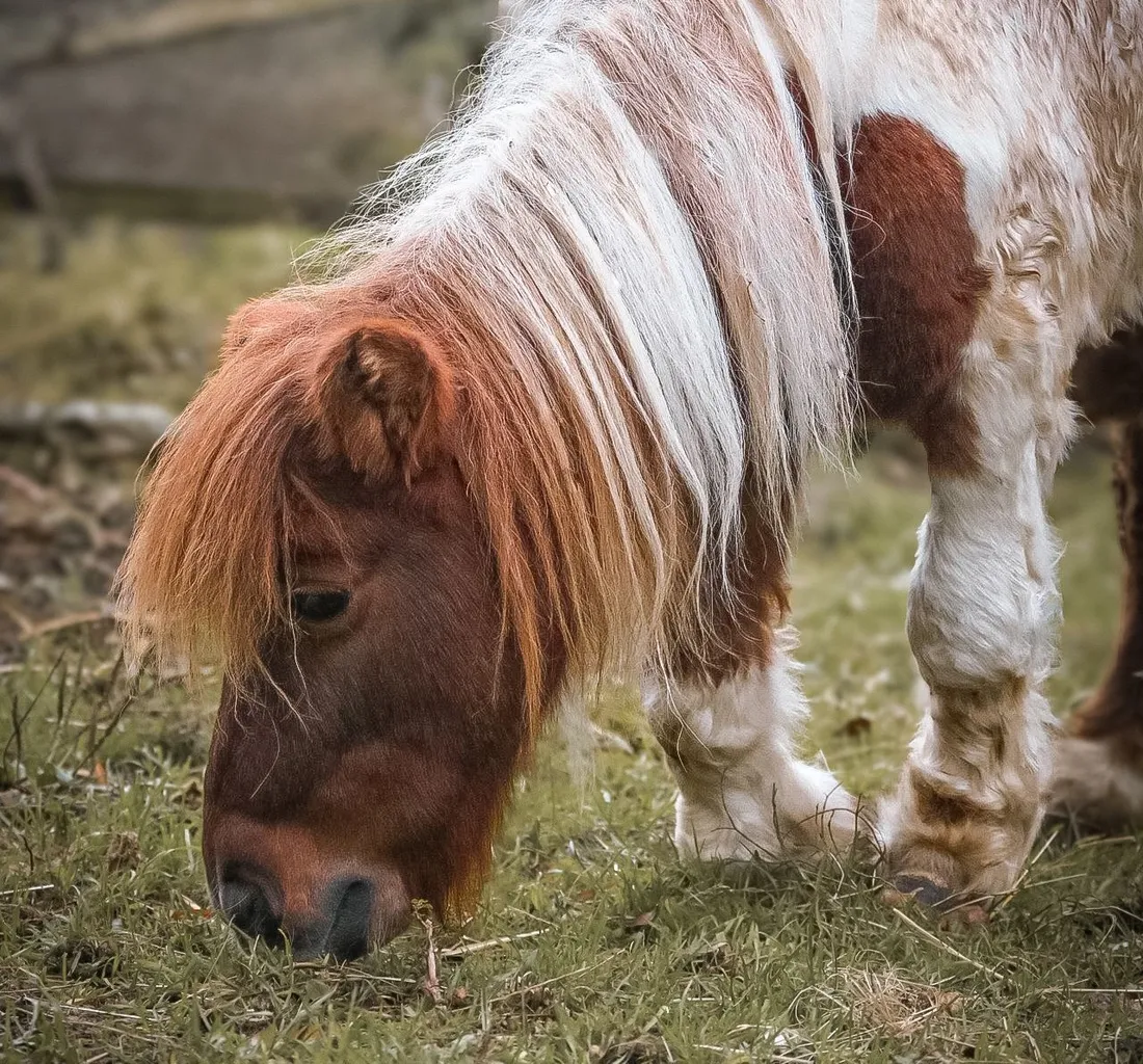 Caramel avait été sauvé de maltraitance fin 2024