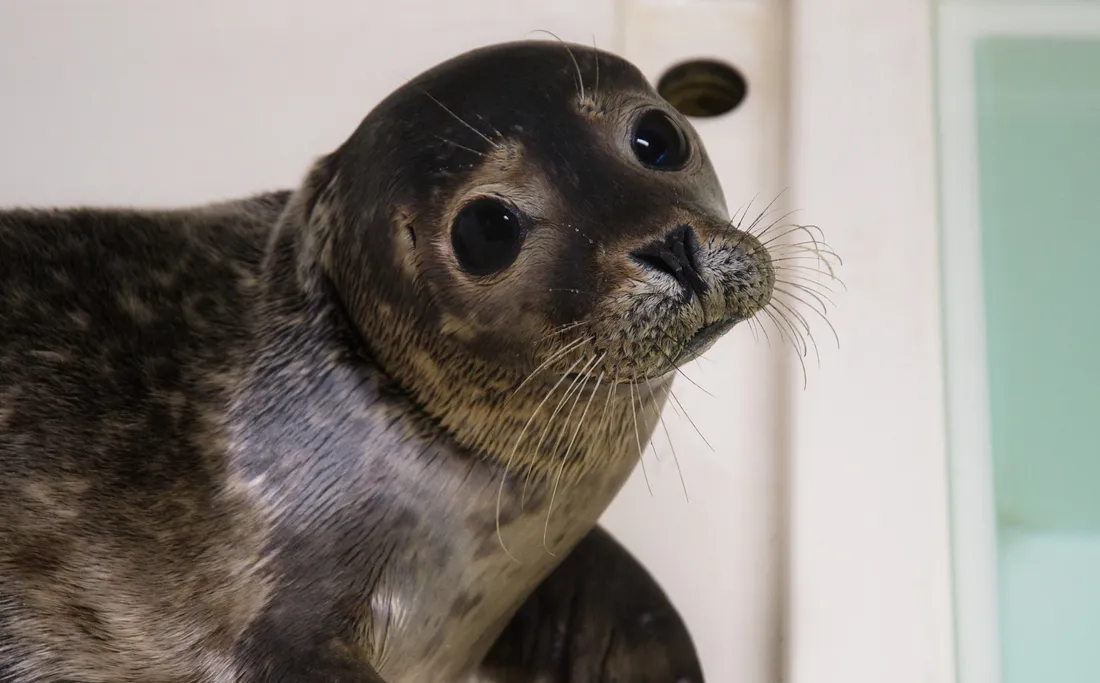 Centre de soins LPA Calais