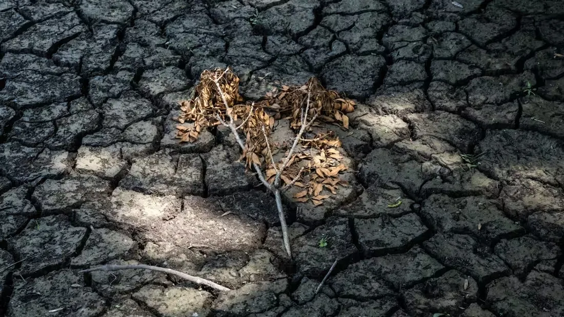 Les effets de la sécheresse sur le sol et la végétation 