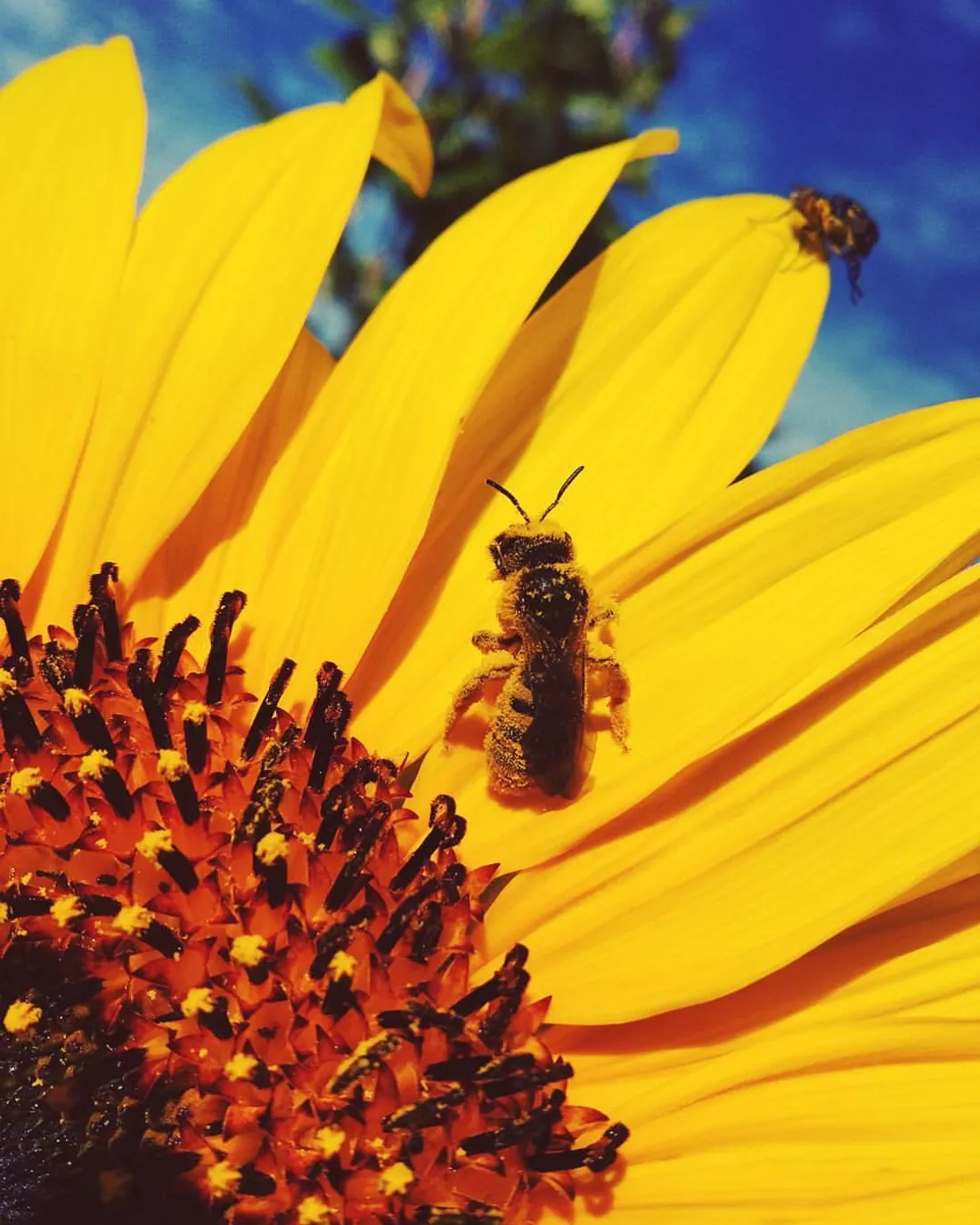 Le taux de mortalité des abeilles est monté à 30% avec les néonicotinoïdes