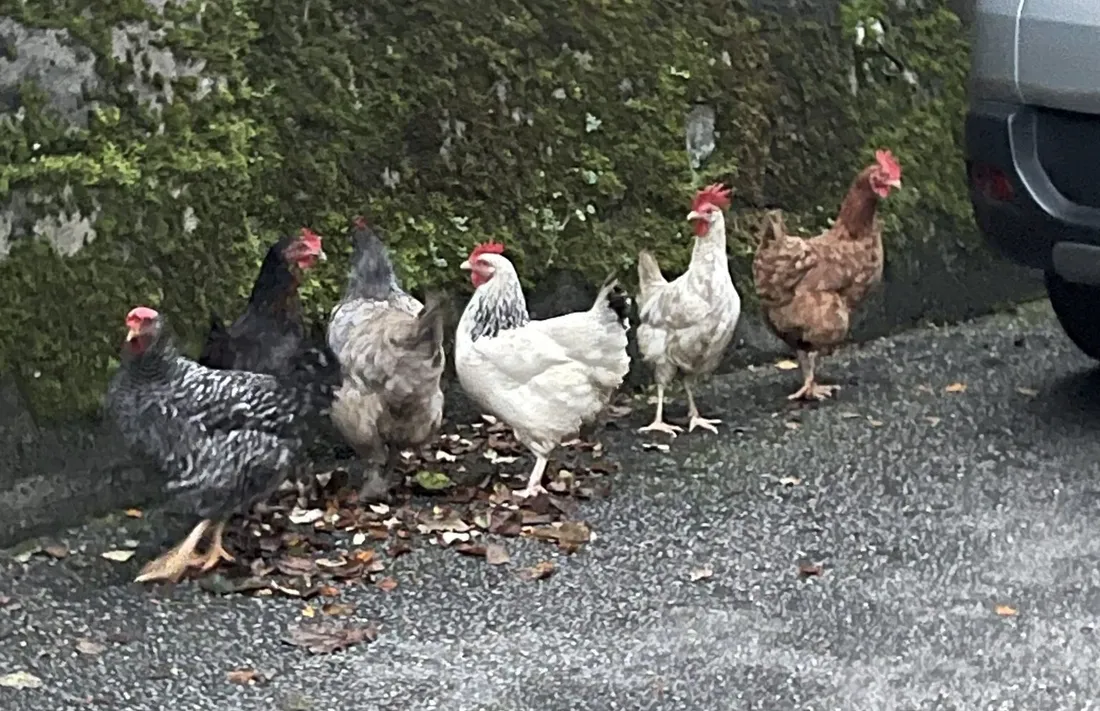 Poule fugueuse Tulle