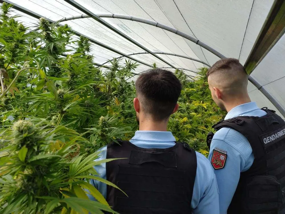 Cannabis gendarmes à Uzerche