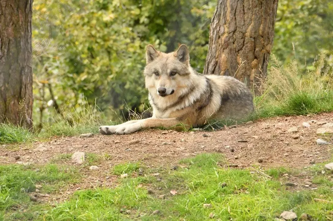 Le parc du Gévaudan compte 88 loups d'espèces différentes de celles qui vivent en liberté en Lozère
