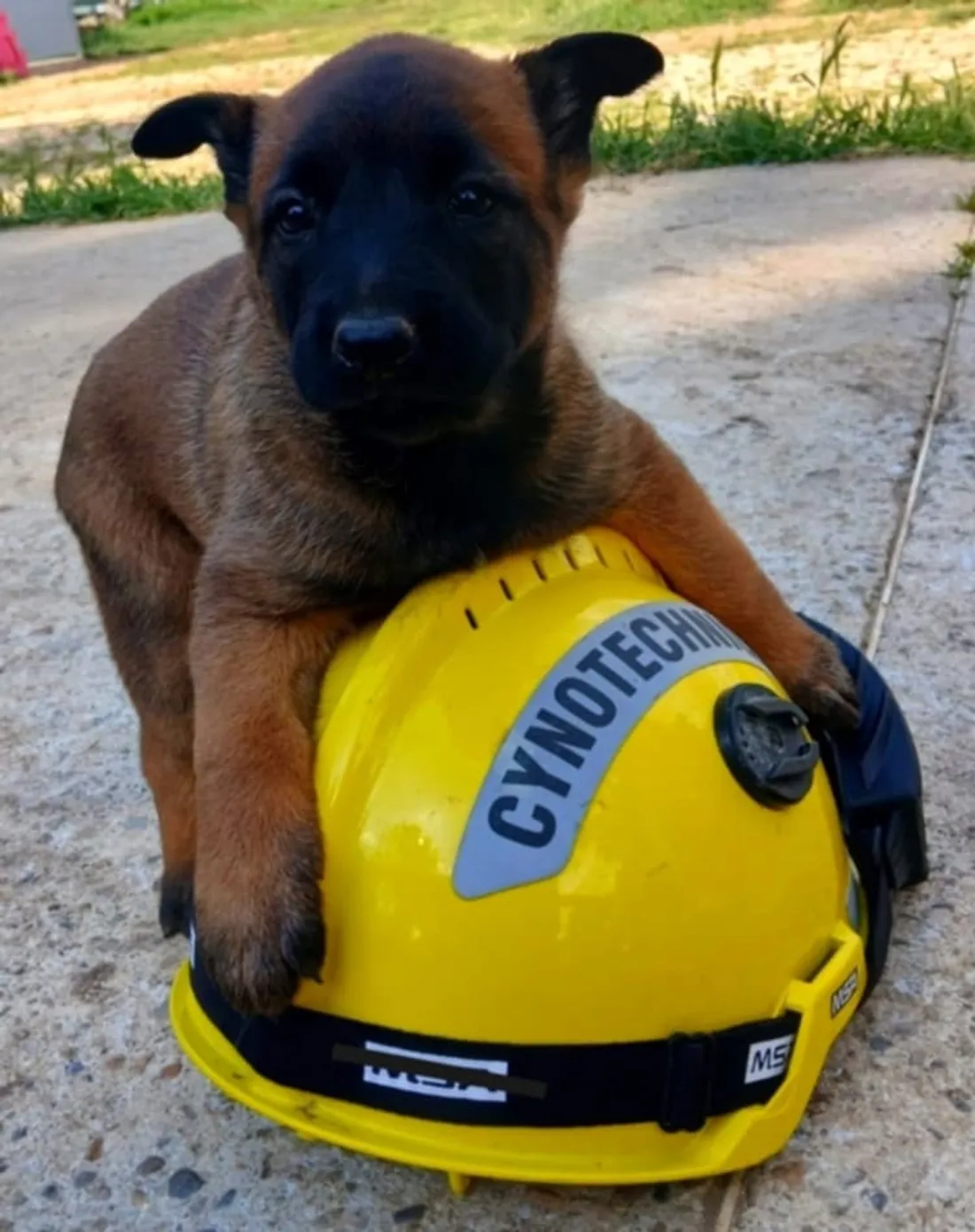 La jeune malinoise vient de rejoindre l'équipe.