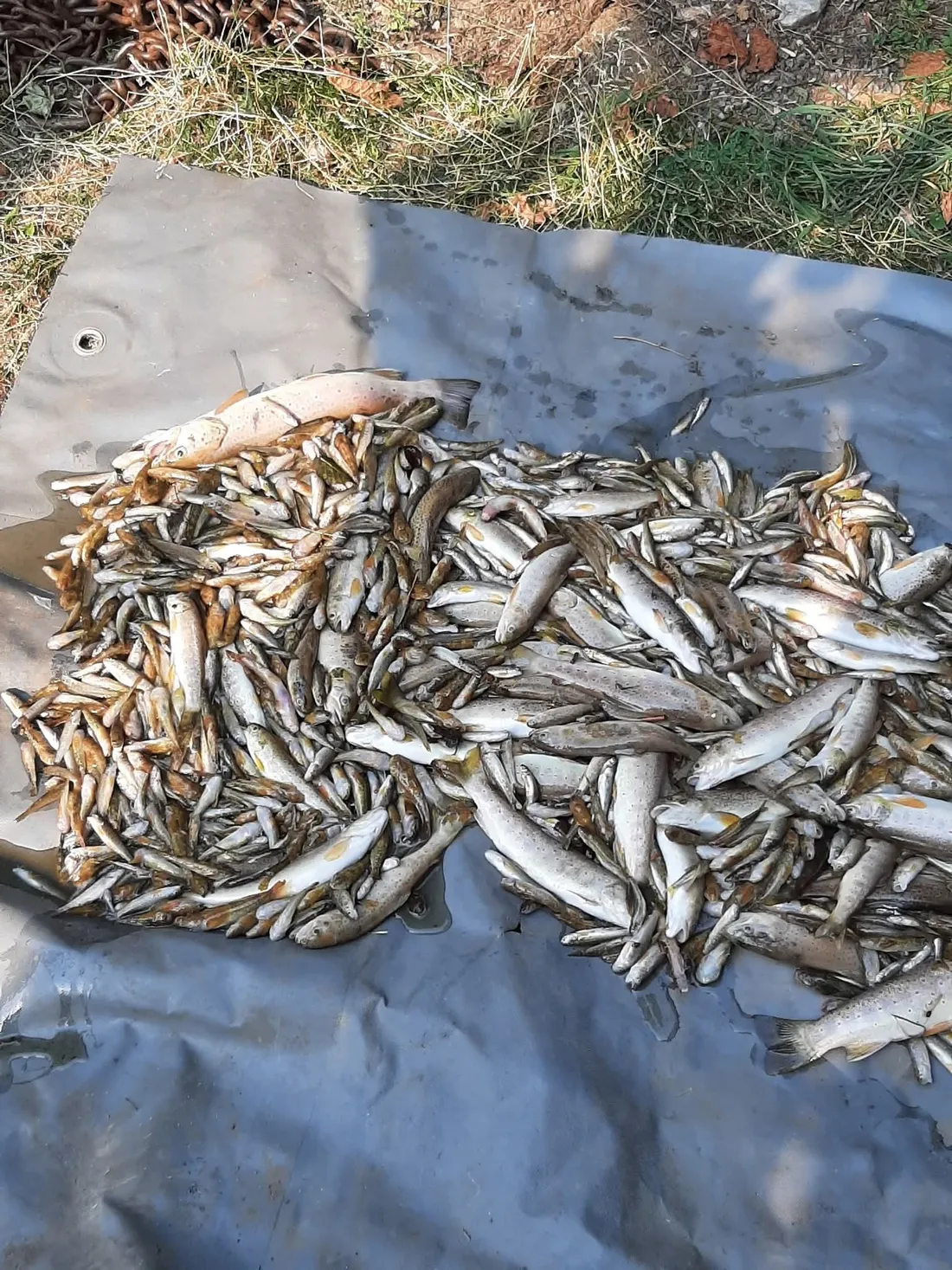Les poissons ont été découverts ce lundi dans une portion de la rivière Allier