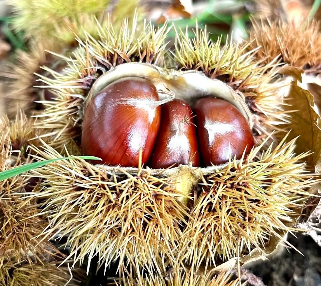 La Paquette du Veinazès est une variété de châtaignes que l'on trouve dans le Cantal. 