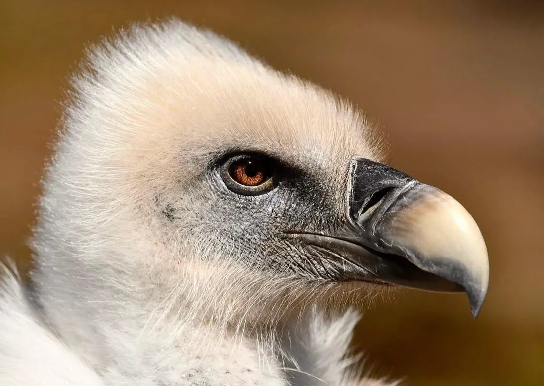 Léon, le vautour fauve, a disparu depuis mercredi du Rocher des Aigles de Rocamadour.
