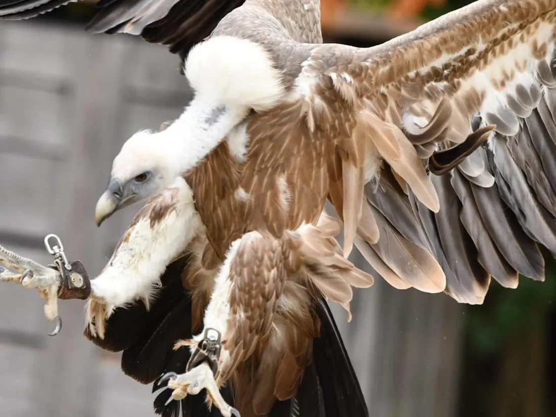 Léon, le vautour fauve, a dispari depuis mercredi du Rocher des Aigles de Rocamadour.