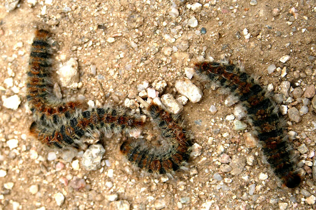 La chenille porte ce nom car tout le cocon se déplace à la queue leu leu.
