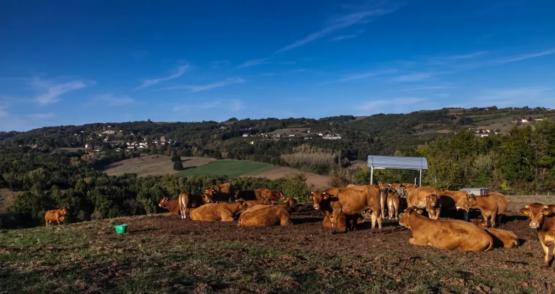 Vache limousine en Corrèze