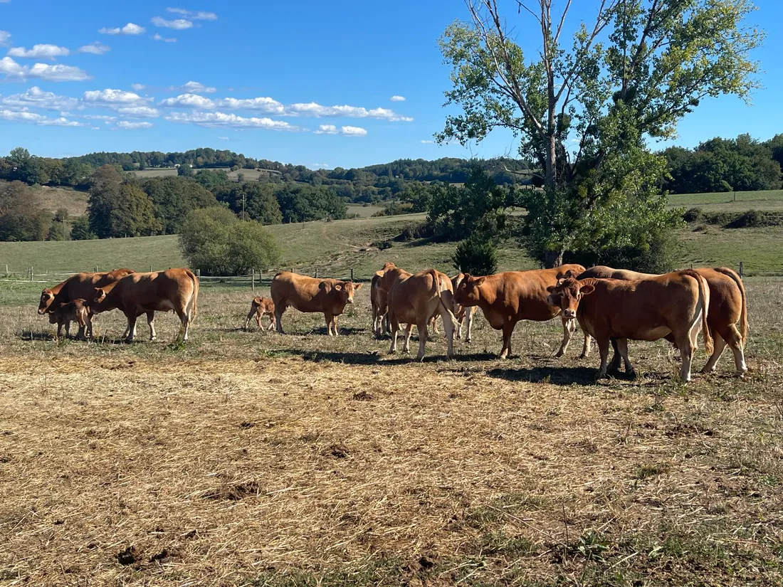 Vaches Limousines Sécheresse
