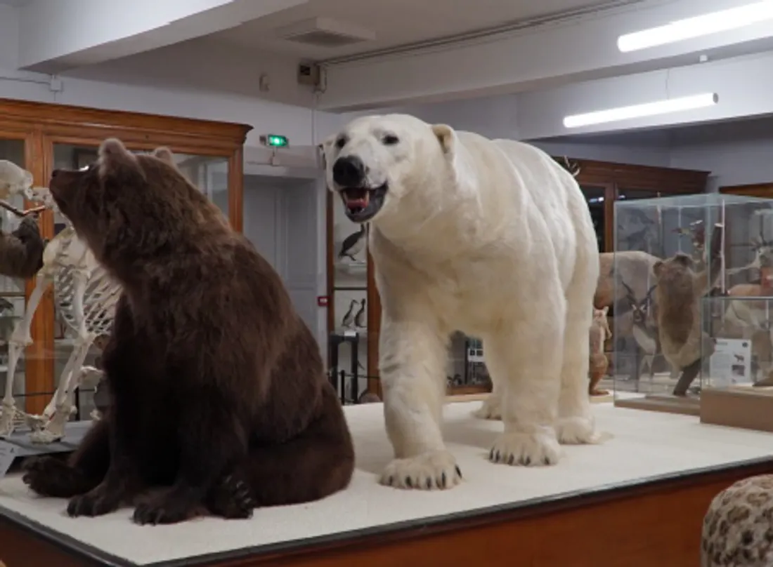 Le nouvel ours polaire du Museum d'Histoire Naturelle de Montauban.