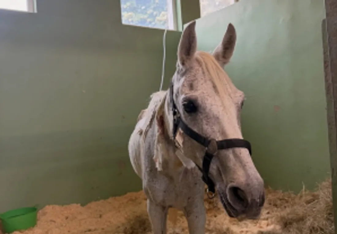 Un des chevaux rescapés. 