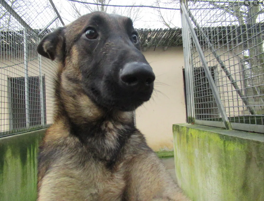 Lex, un berger malinois futur recrue de la Gendarmerie Nationale.