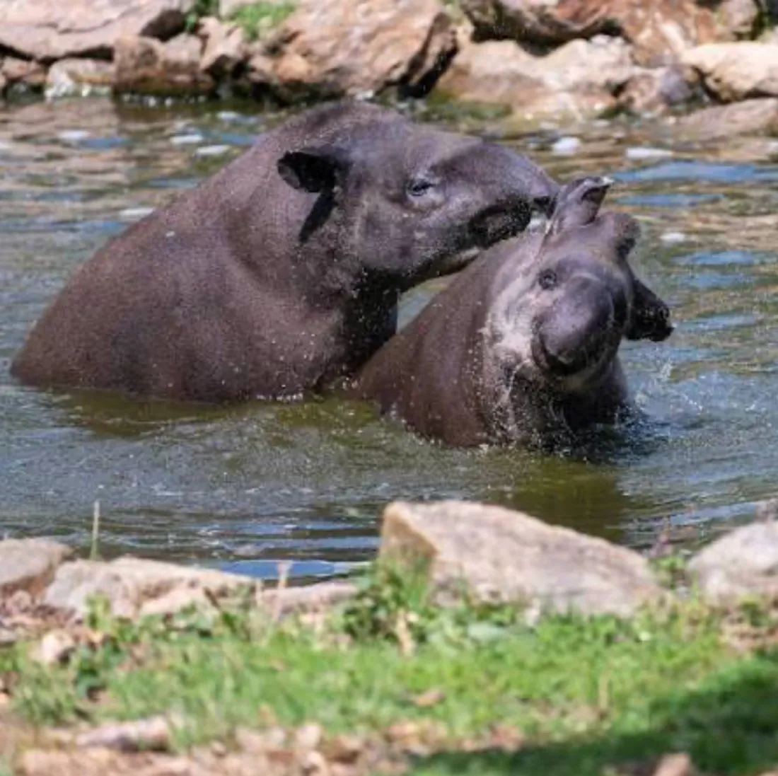 ANIMAUX DU PARC ANIMALIER AUVERGNE