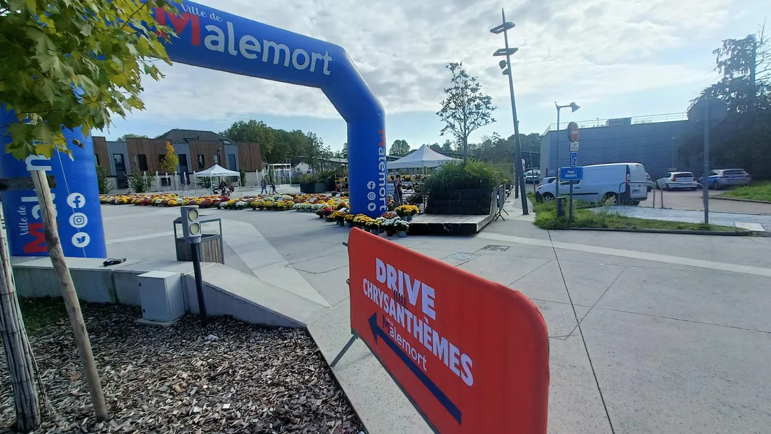 Drive chrysanthèmes à Malemort