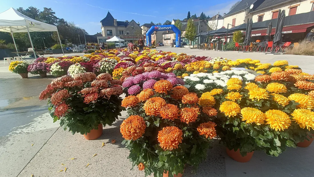 Le drive chrysanthèmes de Malemort