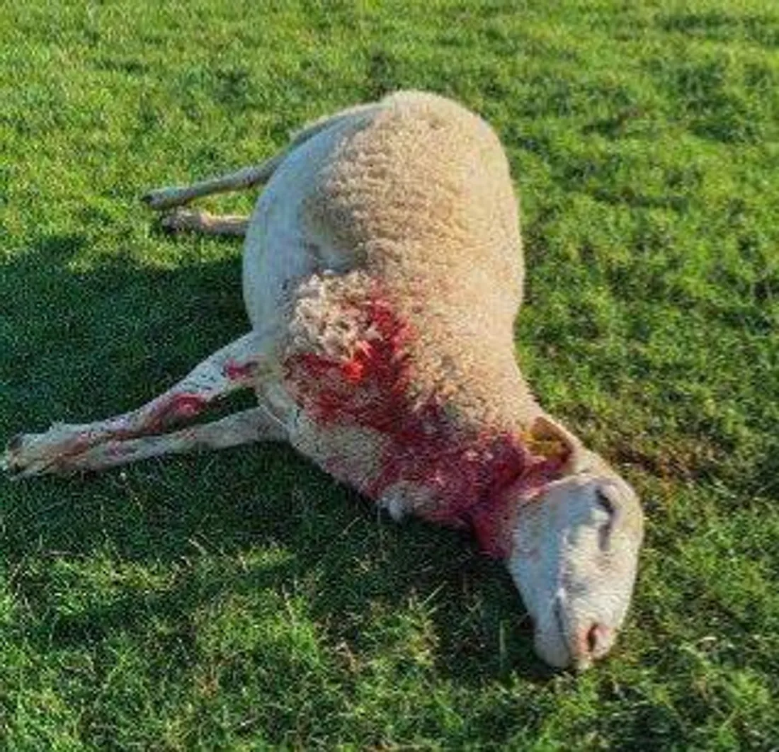 4 brebis tuées en Lozère, un bilan plus lourd avec les blessures et euthanasie à venir