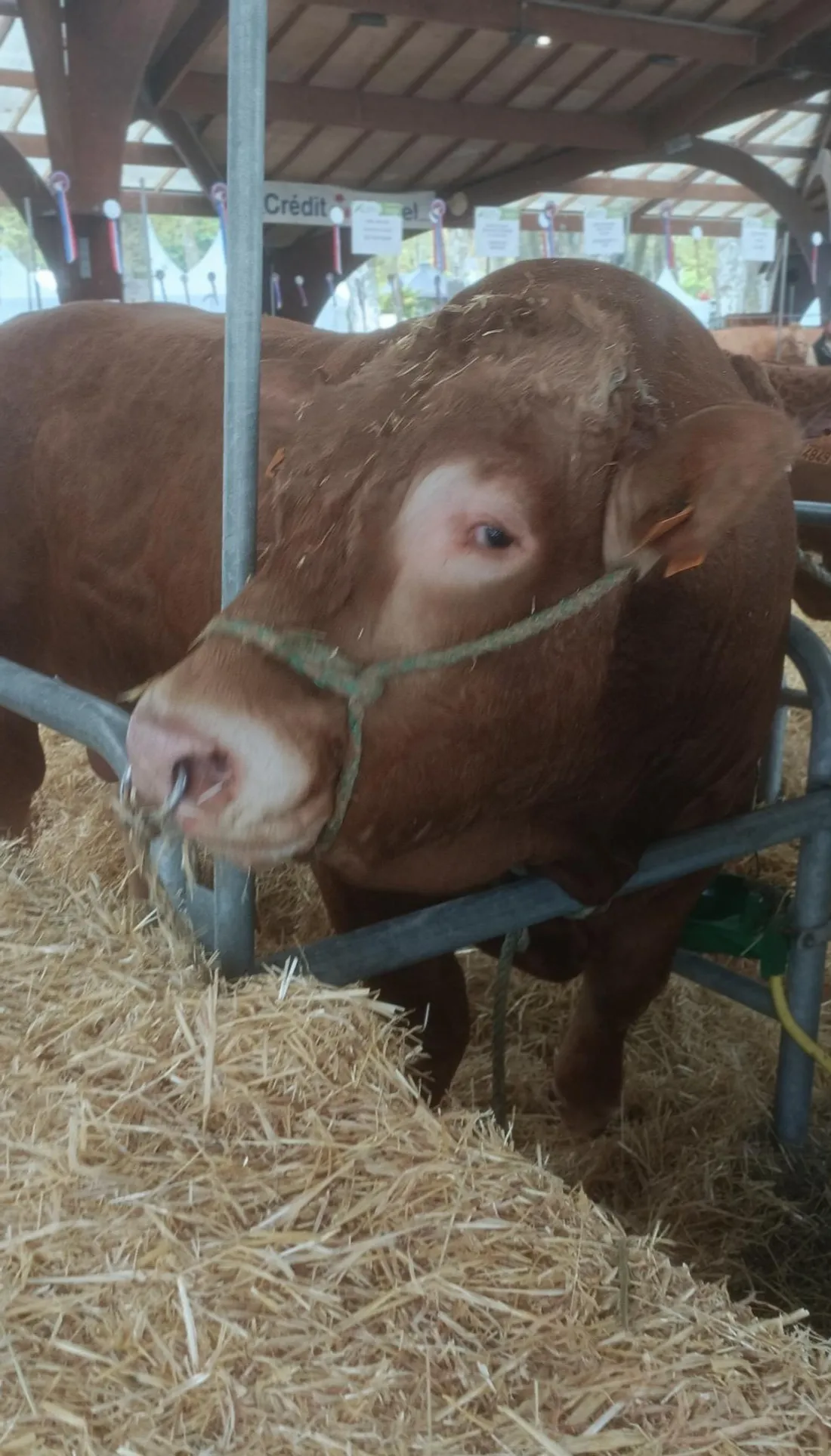 Vache Limousine (clin d'oeil)