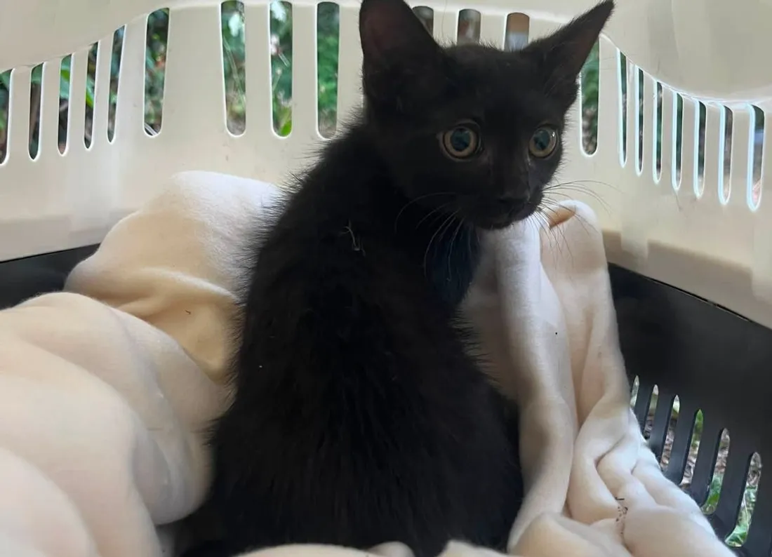 Bagheera, l'un des premiers à bénéficier de ces couvertures
