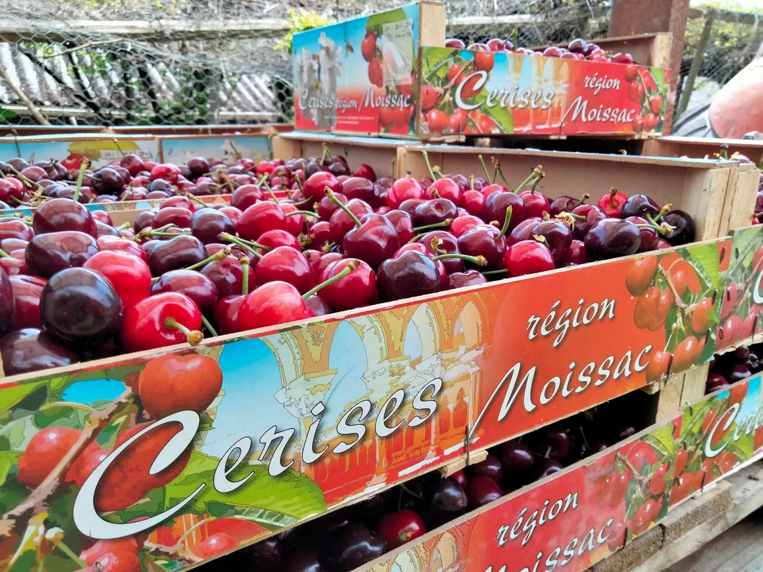 Les premiers plateaux de cerise seront sur les étals cette semaine.