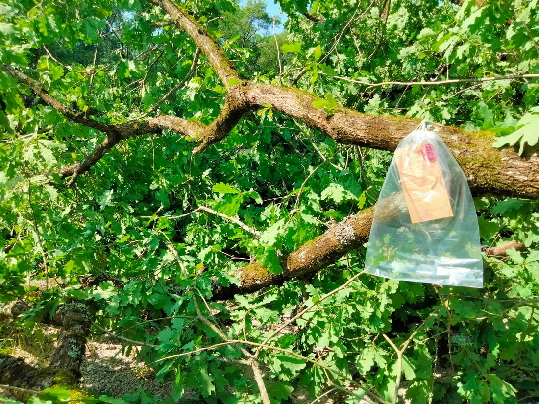 Le chêne qui s'est effondré sur l'enfant a été placé sous scellé.
