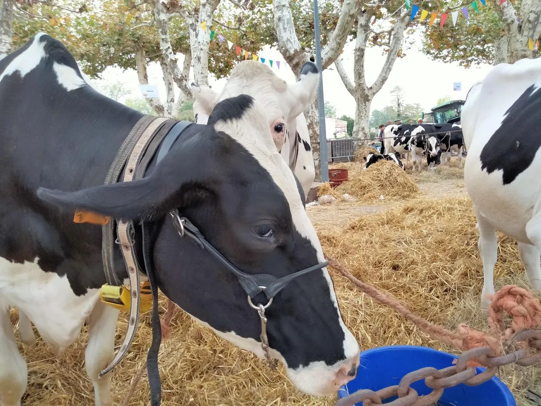 Des vaches présentées lors d'un comice agricole de Tarn-et-Garonne.