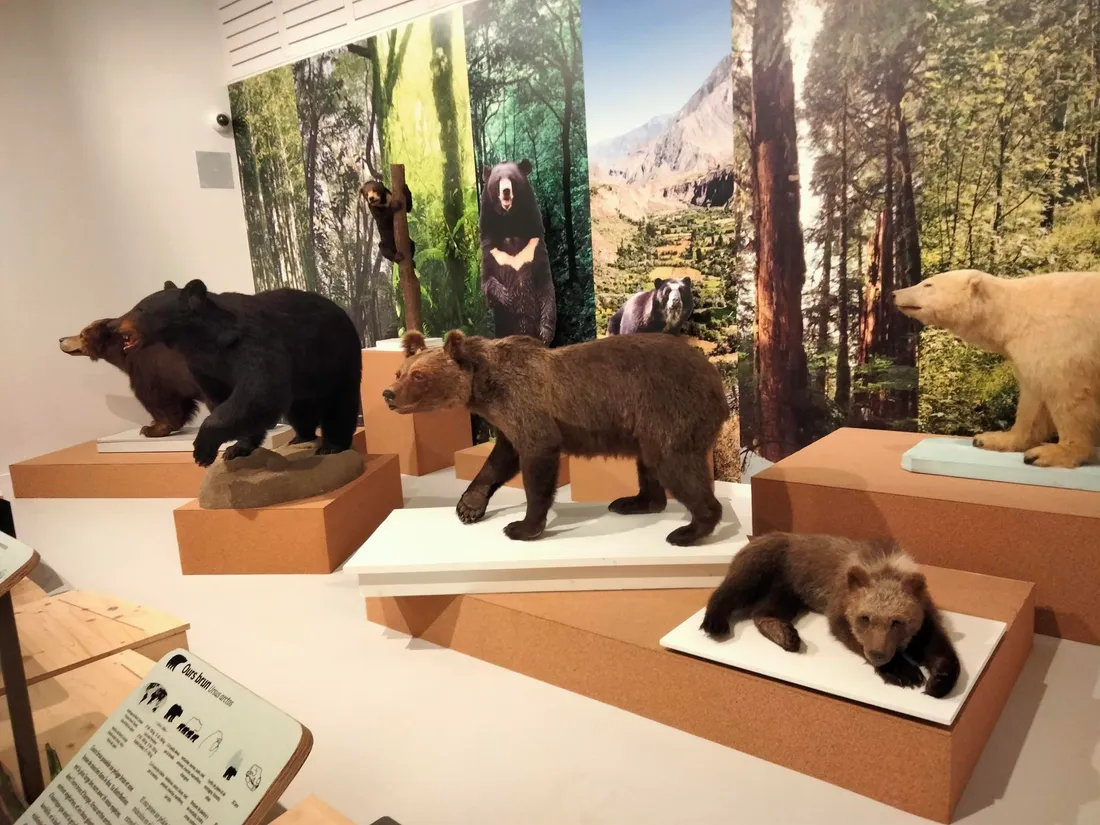 Cinq spécimens naturalisés ont été installés dans une salle du musée