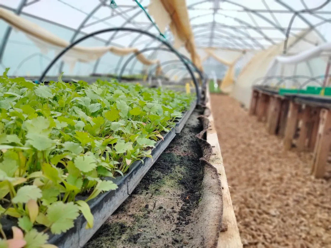 Les serres ne sont pas chauffées au Jardin de Cocagne