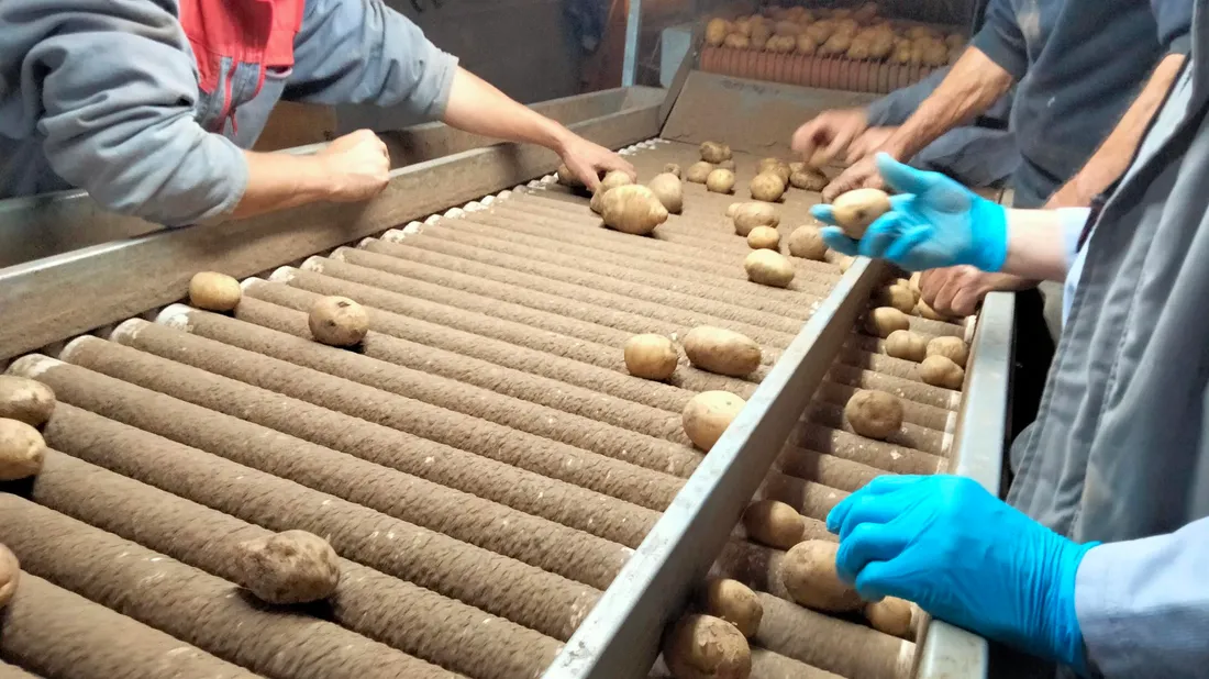 Les producteurs trient les pépites de l'Aubrac à Prinsuejols