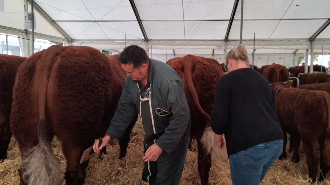 Concours national salers 2023