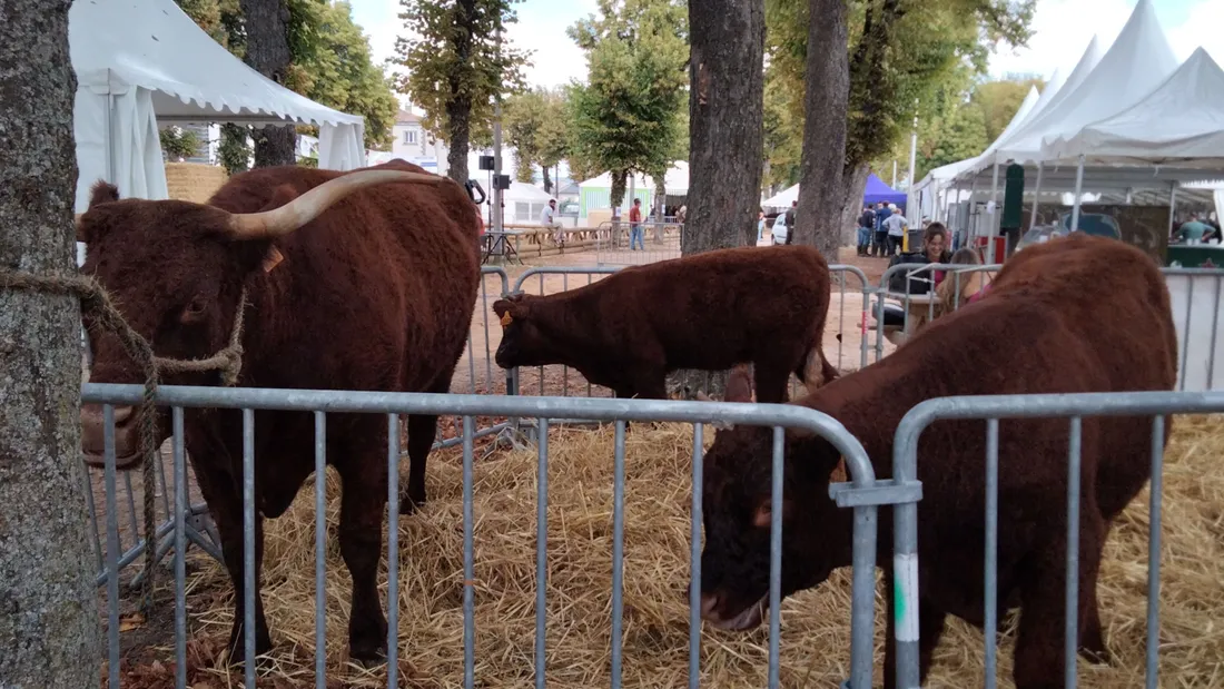 Ovalie et ses jumelles au concours de la race salers à Saint-Flour