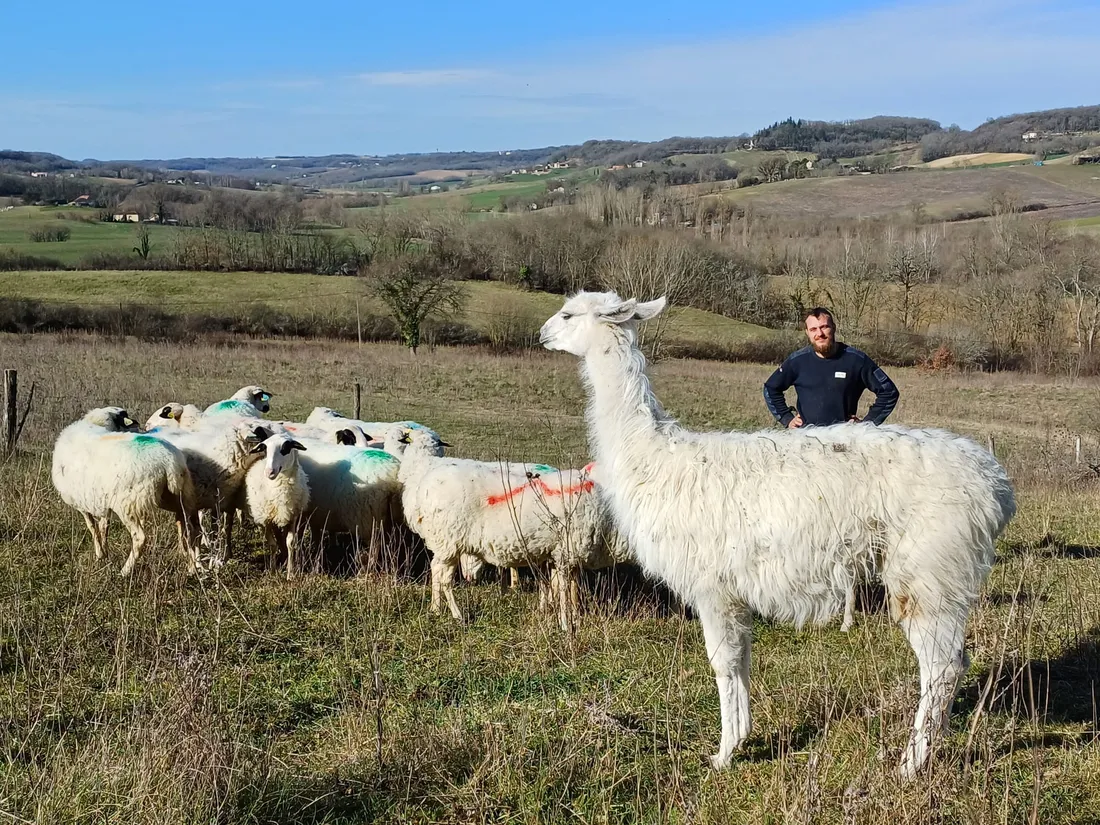 Sergio le lama veille sur ses brebis et les agneaux fermiers du Quercy.