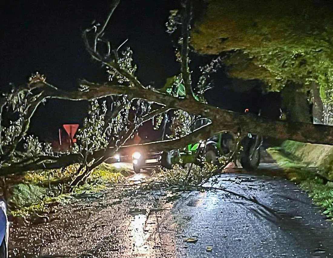 L'arbre s'étant couché sur la route 