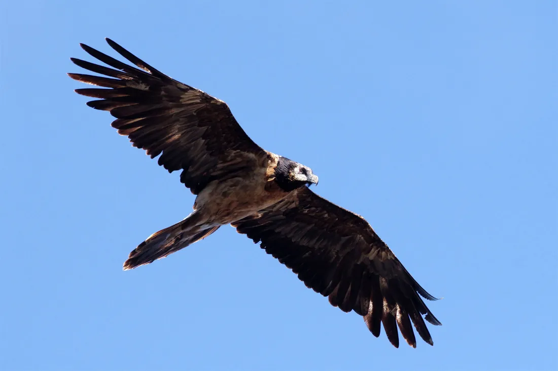La femelle Aven en vol dans les Grands Causses
